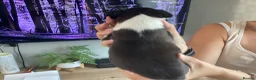 Boston Terrier dogs for sale: 5 BEAUTIFUL BOSTON TERRIER PUPPIES  - Advert 22