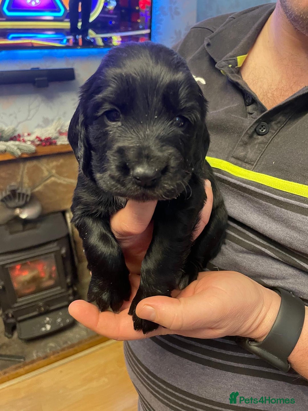 Cocker Spaniel dogs for sale: Cocker Spaniel  - Advert 24