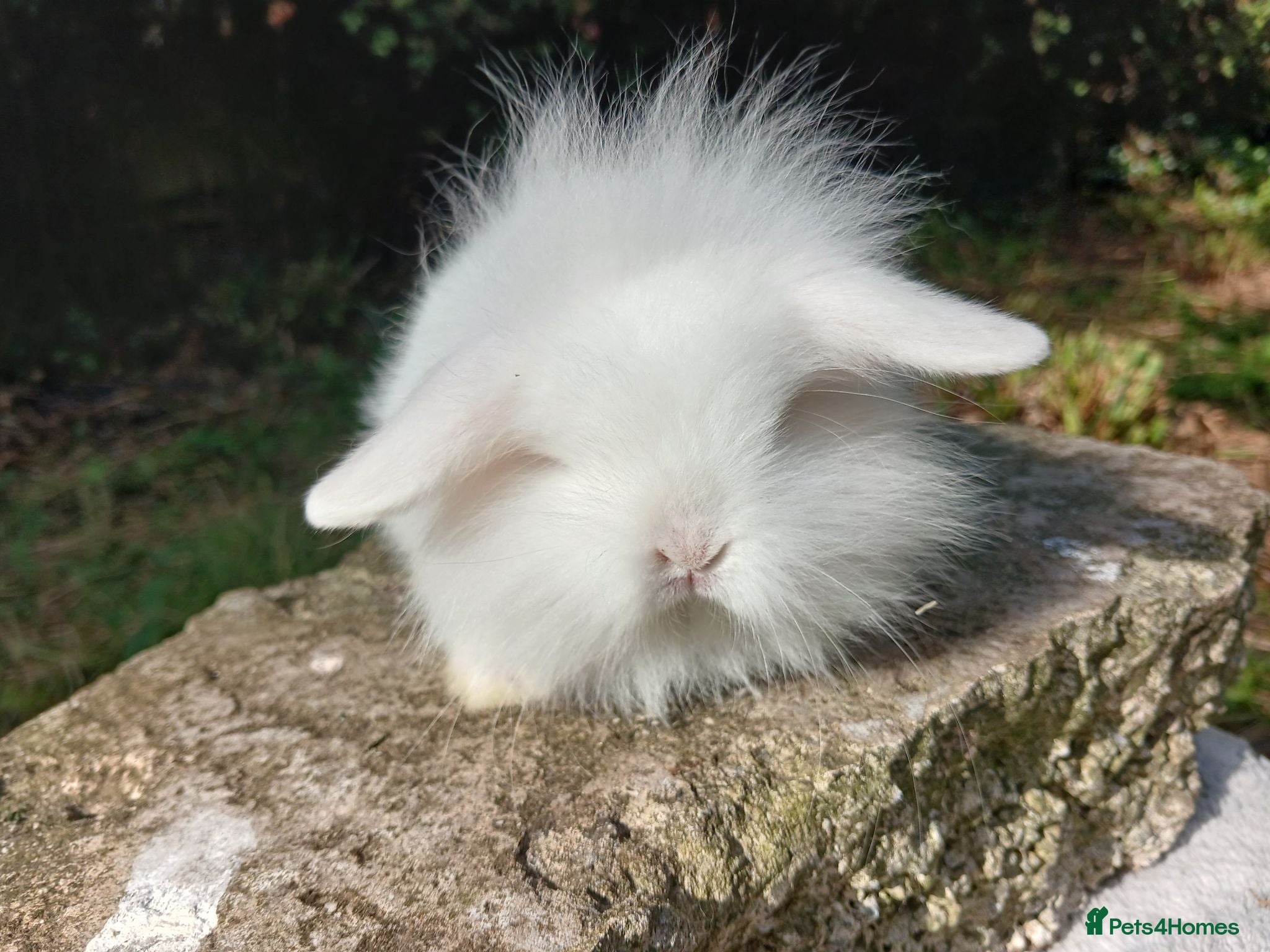 Lionhead rabbits Stunning lion lop baby rabbits RTR - Advert 20