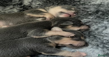 Jack Russell dogs - Advert 3