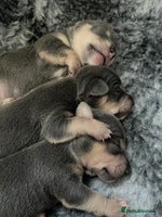 Jack Russell dogs - Advert 13