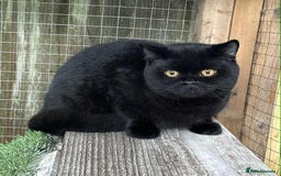 British Shorthair cats for sale: Black Bsh boy available  - Image 3