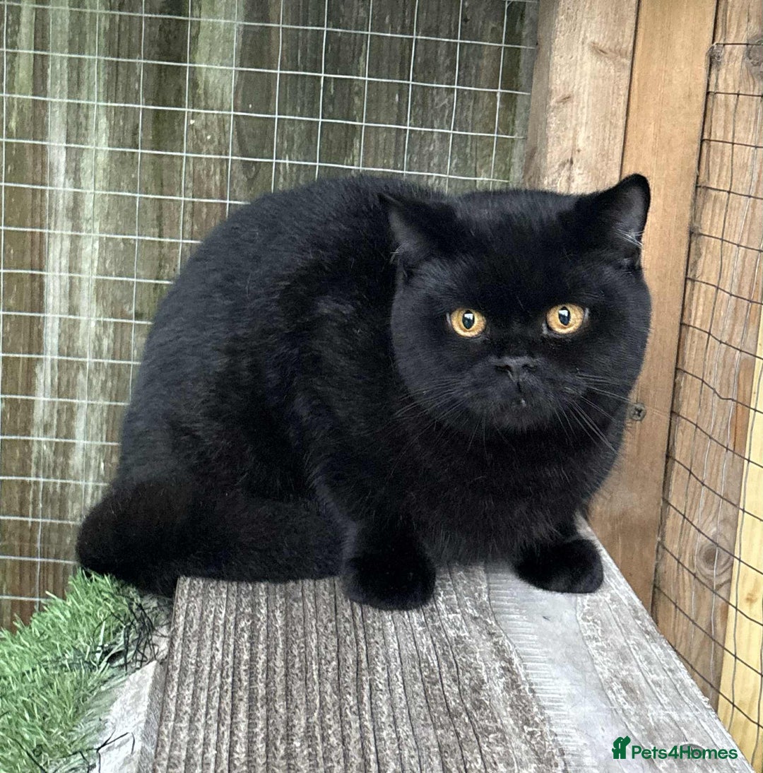 British Shorthair cats for sale: Black Bsh boy available  - Image 3