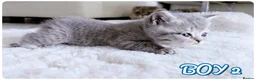 British Shorthair cats for sale: Beautiful British Shorthair Kittens – Home Raised - Advert 17