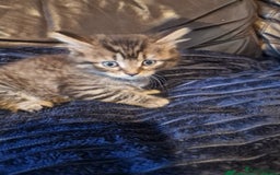 British Shorthair cats for sale: Kitten  - Image 2