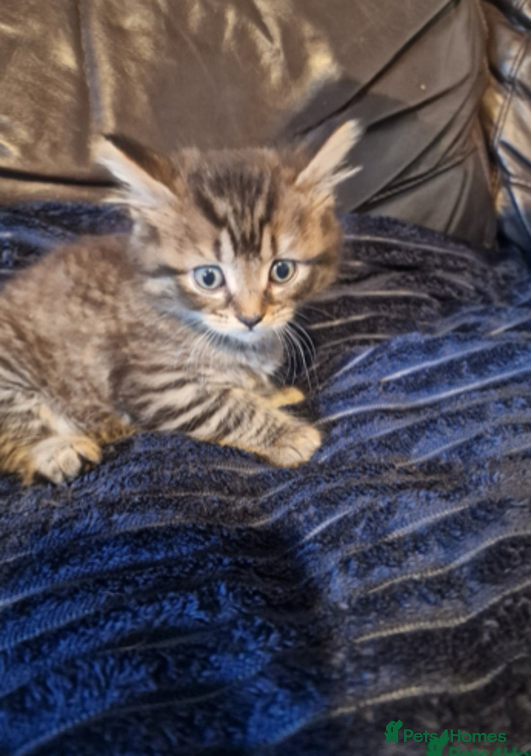 British Shorthair cats for sale: Kitten  - Image 2