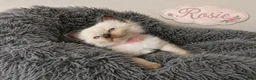 Ragdoll cats for sale: Beautiful Ragdoll-Mix Kittens - NOT TICA/FIFe reg. - Advert 7