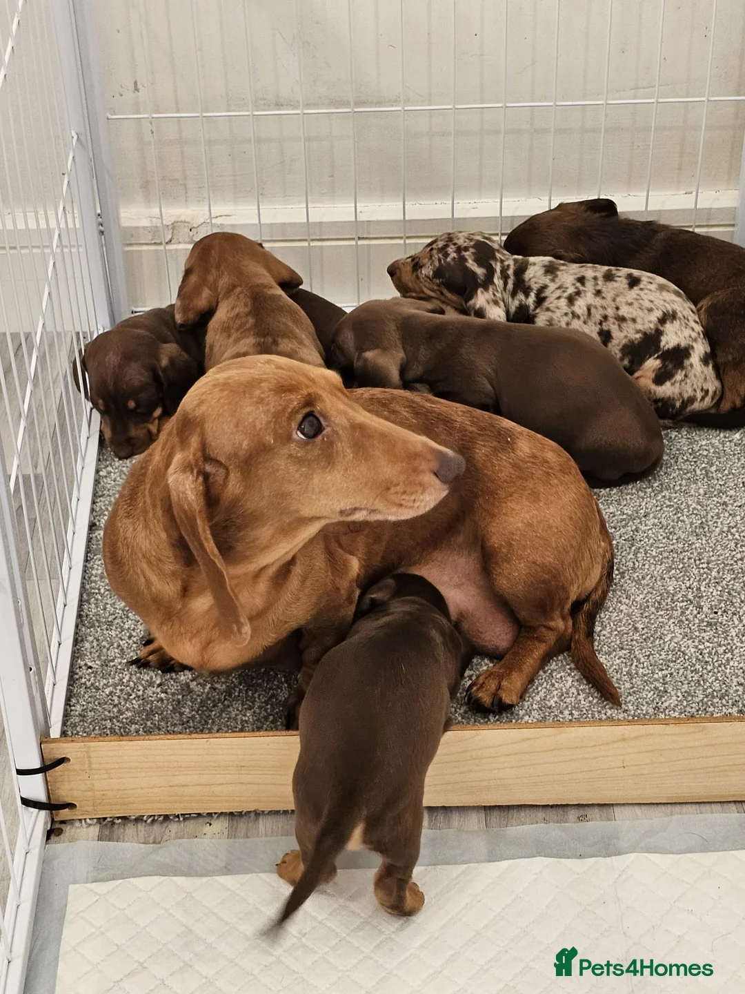 Dachshund dogs for sale: Brilliant miniature dachshund puppies - Advert 1