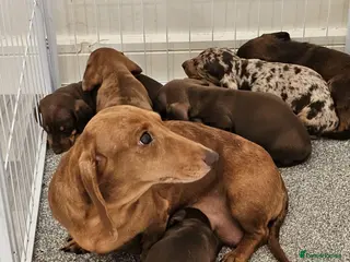 Dachshund dogs Brilliant miniature dachshund puppies - Advert 1