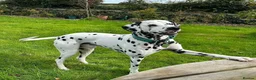 Dalmatian dogs for sale: KEEKEEDALS. Est 14yrs.  - Advert 10