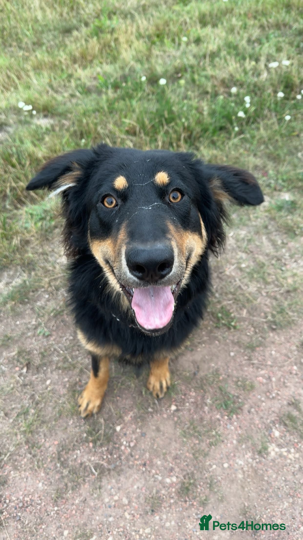 Mixed Breed dogs Female German shepherd cross - Advert 1