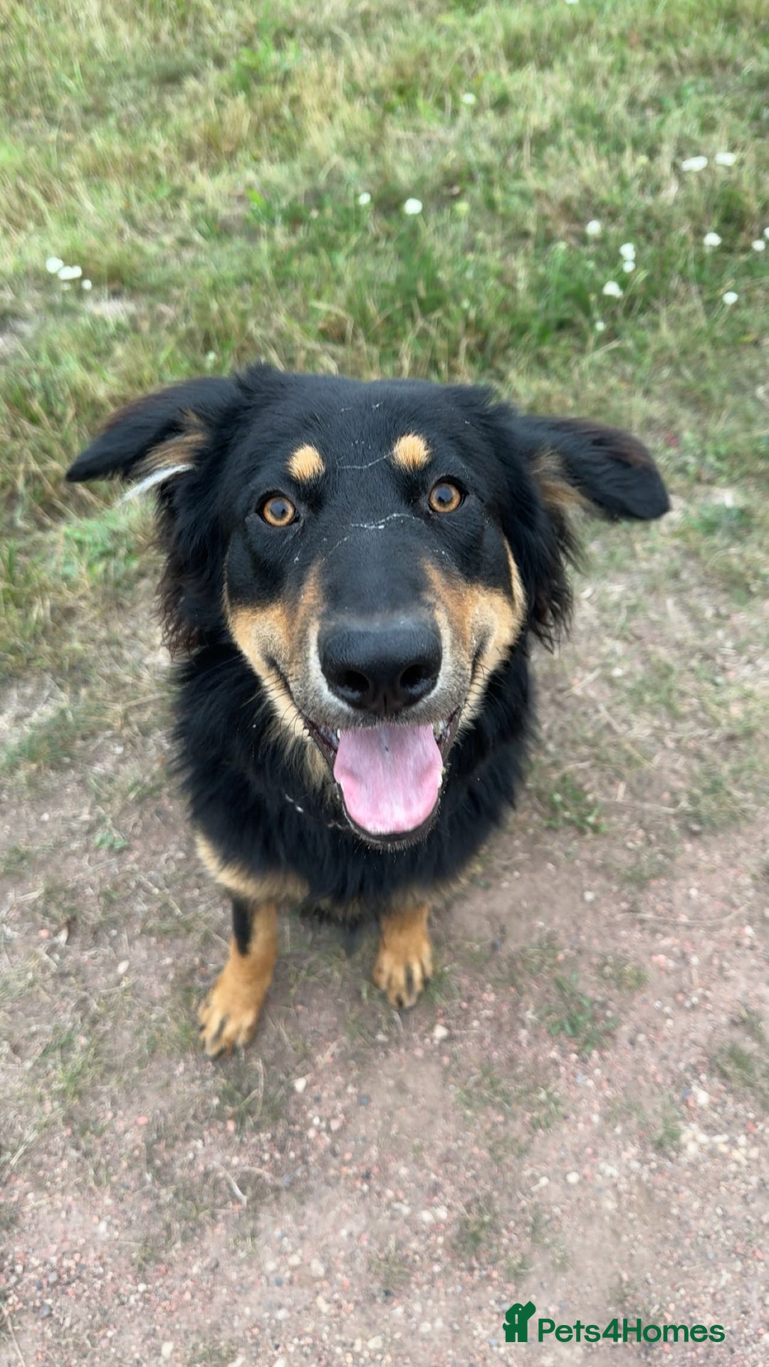 Mixed Breed dogs for sale: Female German shepherd cross - Advert 1