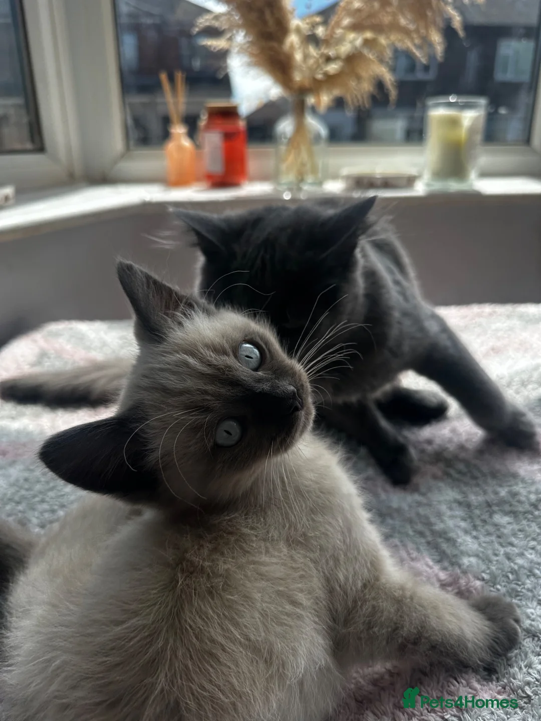 Mixed Breed cats for sale: Male kitten - Advert 3