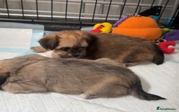 Mixed Breed dogs for sale: Tini Malchi puppies  - Image 38