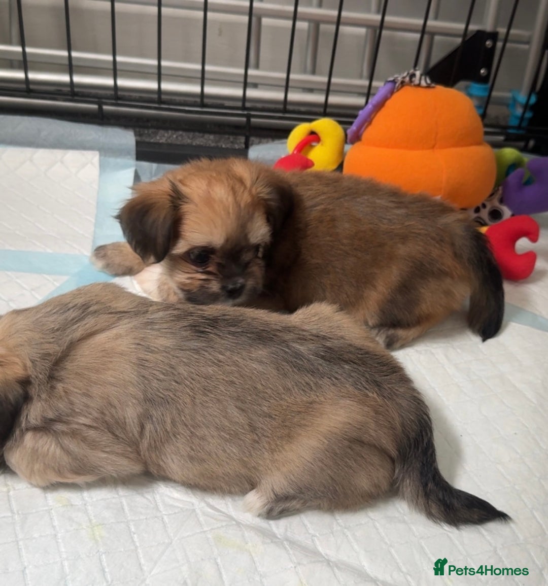 Mixed Breed dogs for sale: Tini Malchi puppies  - Image 38