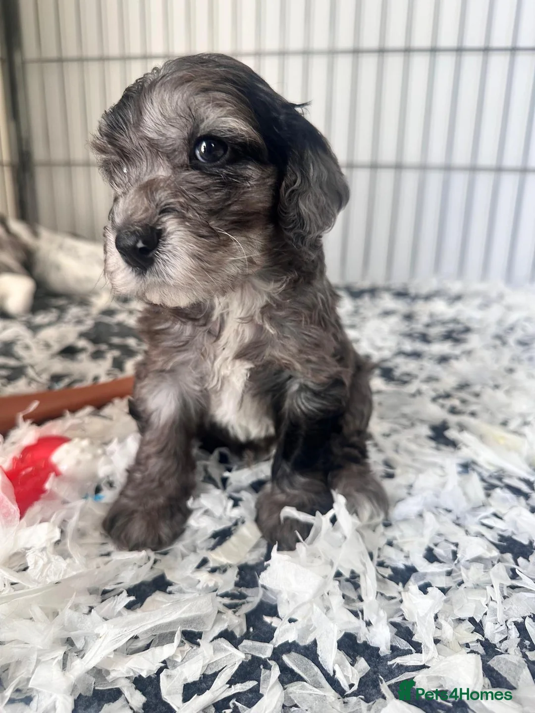 Cockapoo dogs for sale: Rare coloured f1 cockapoo pups - Advert 2