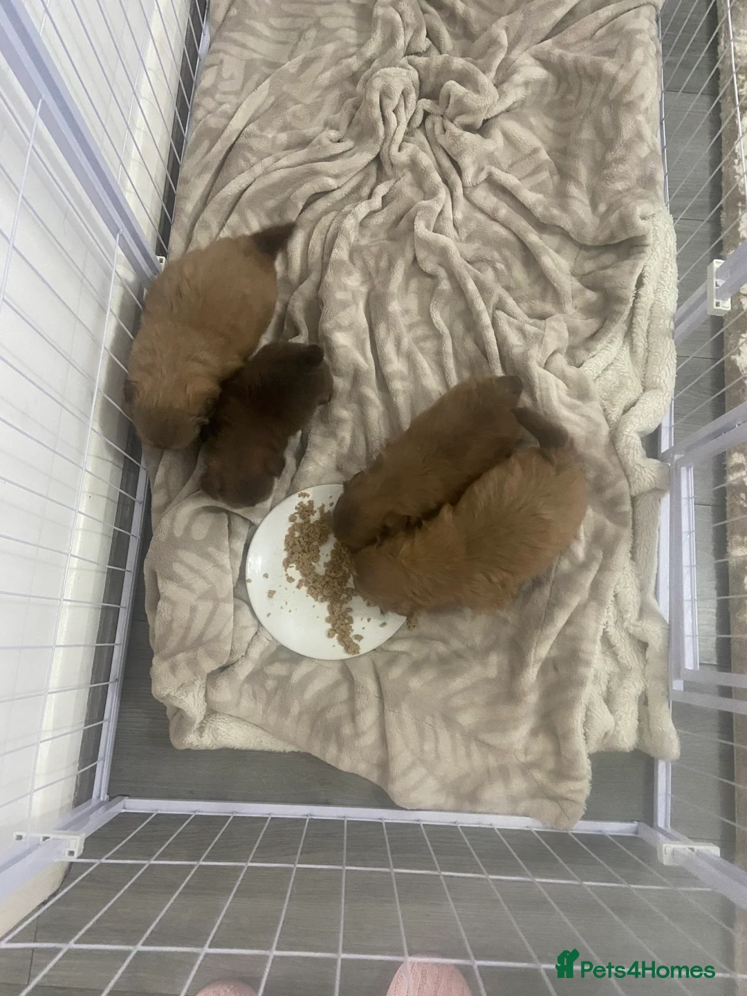 Shih Tzu dogs for sale: Colilo pups - Advert 2