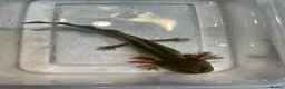 Axolotl reptiles for sale: Axolotl Jeuveniles  - Advert 23