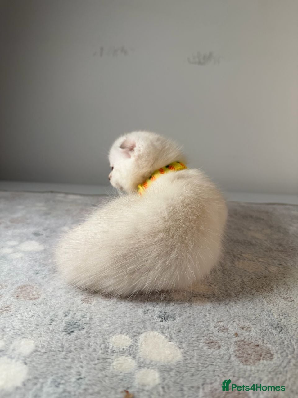 Scottish Fold cats ⭐️ Beautiful Scottish Folds - 1 left! 🐈 - Advert 2