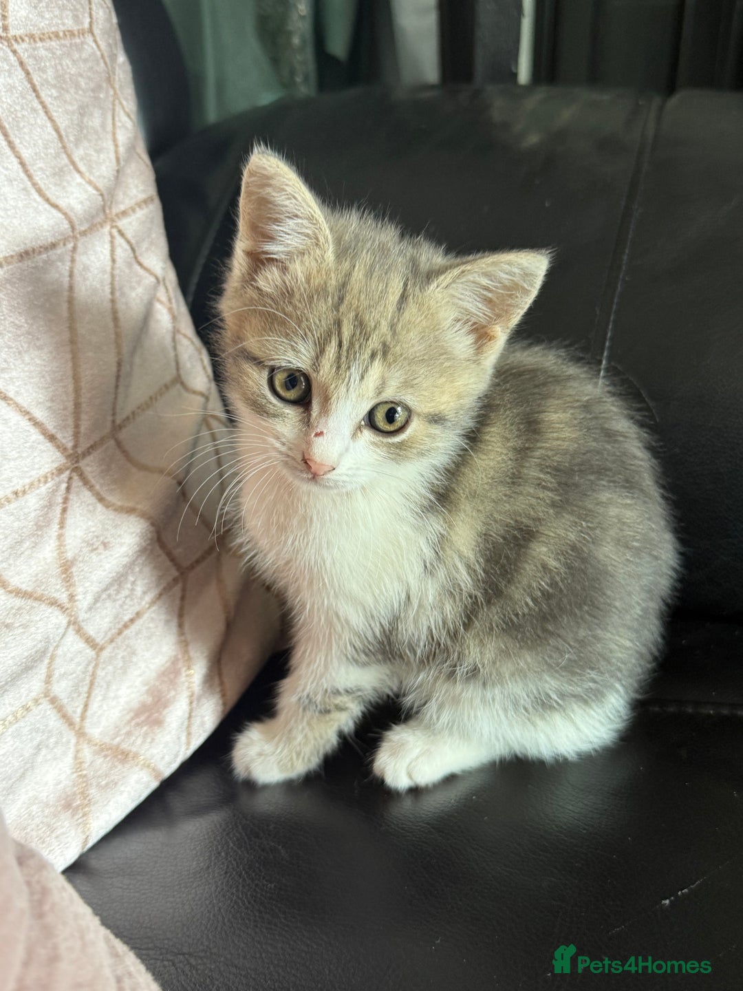 British Shorthair cats for sale: Half British shorthair for sale - Image 1