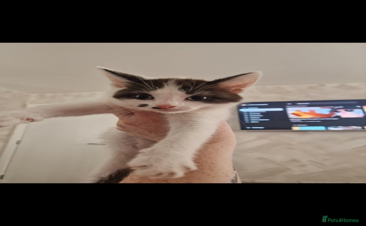 Mixed Breed cats - Advert 4