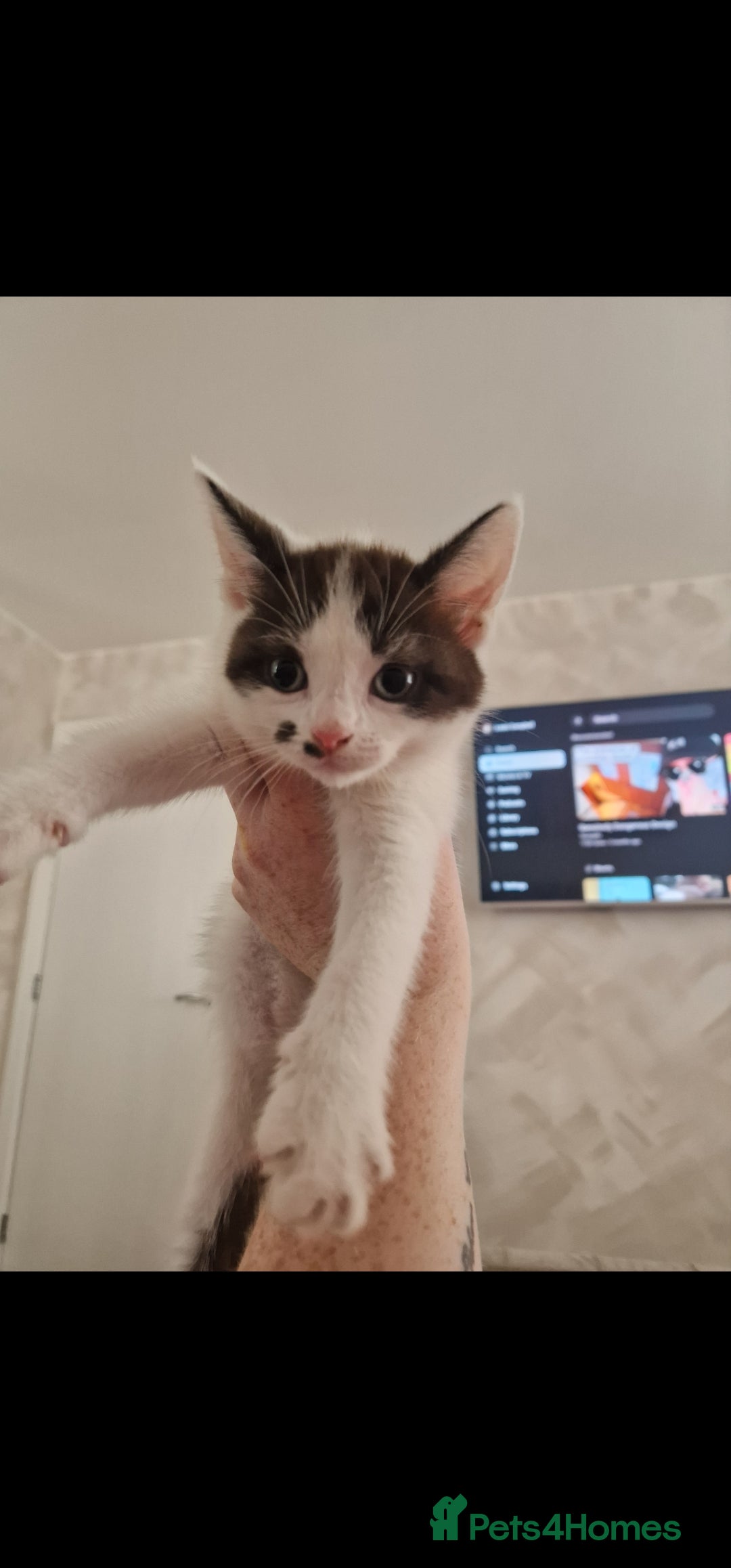 Mixed Breed cats for sale: Kitten looking for forever home  - Image 1