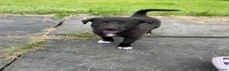 Mixed Breed dogs for sale: 2 gorgeous black and white boys left!! - Advert 9