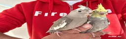 Cockatiels birds for sale: Super hand tamed baby cockatiel for sale - Advert 2