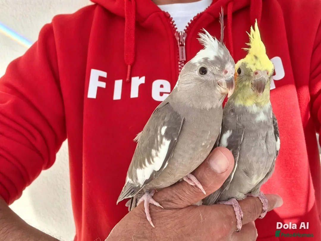 Cockatiels birds for sale: Super hand tamed baby cockatiel for sale - Advert 2