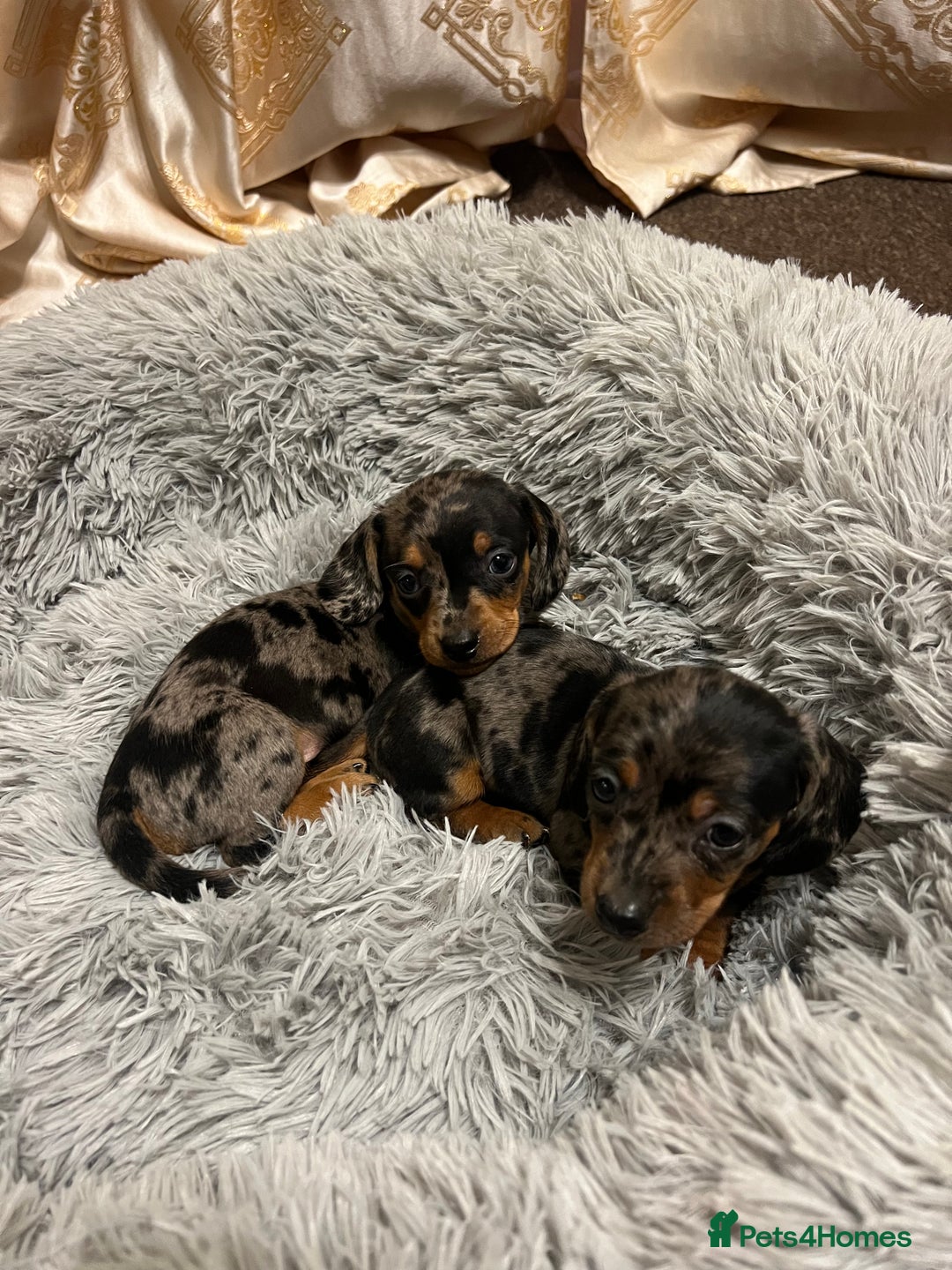 Miniature Dachshund dogs for sale: gorgeous dachshund puppy(1girl left)🐶🐾  - Advert 6