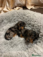 Miniature Dachshund dogs gorgeous dachshund puppy 🐶🐾 - Advert 1