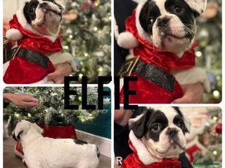 French Bulldog dogs **ReDuCEd** Fluffy frenchie puppy **Ready Now** - Advert 1