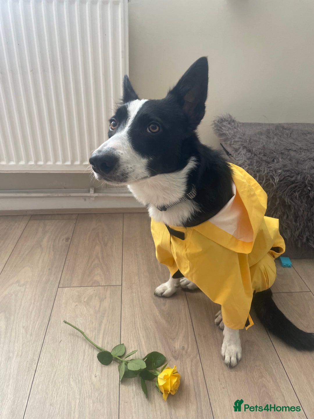 Border Collie dogs for sale: Border collie named Harley - Image 3