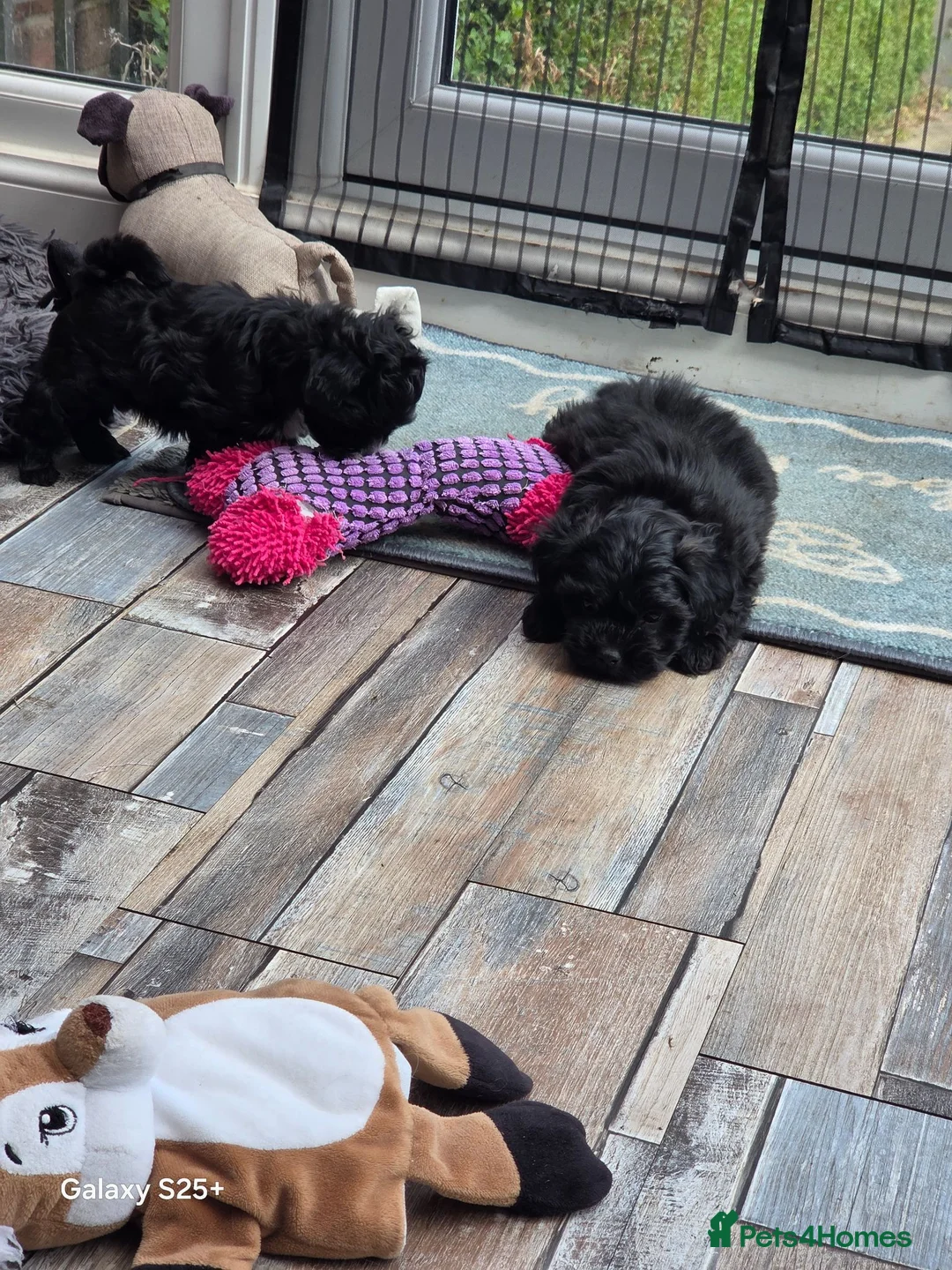 Shihpoo dogs for sale: READY NOW Absolutely beautiful litter of shihpoo  - Advert 8