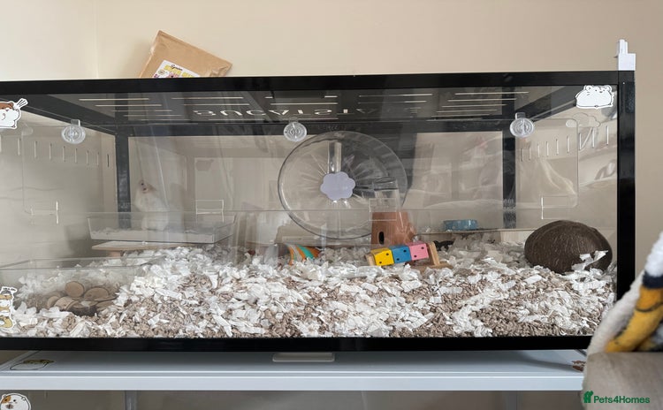 Hamster rodents - Advert 2