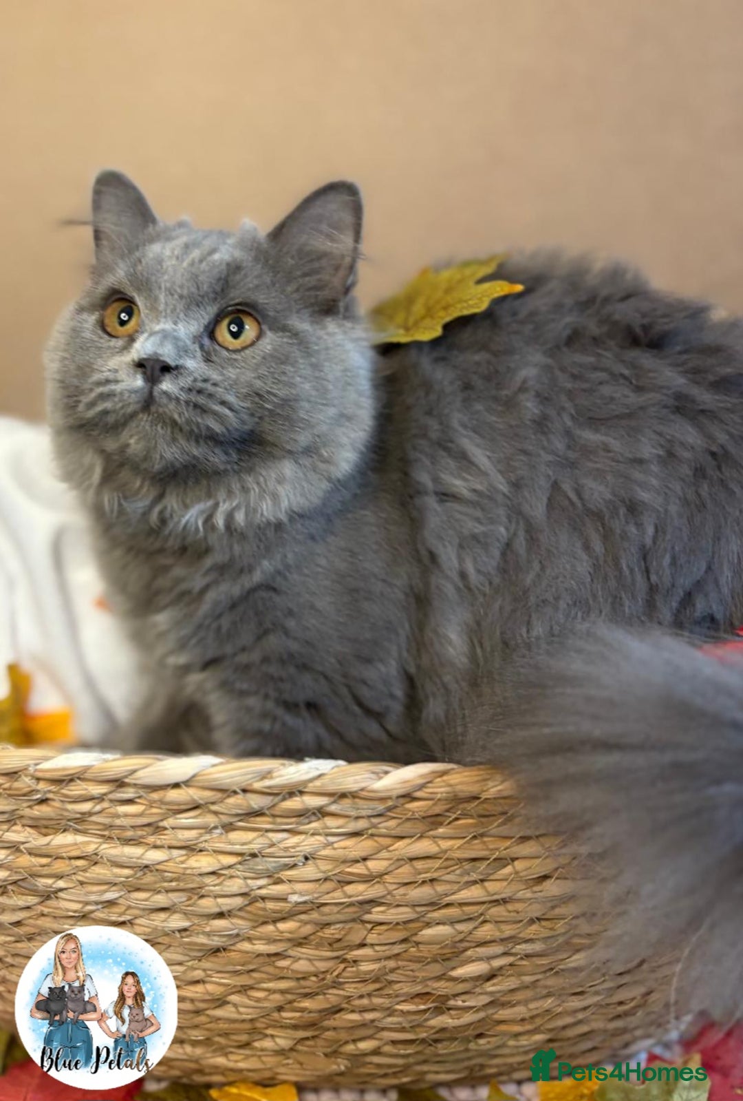 British Longhair cats for sale: British longhair girl reduced to help find home - Image 1