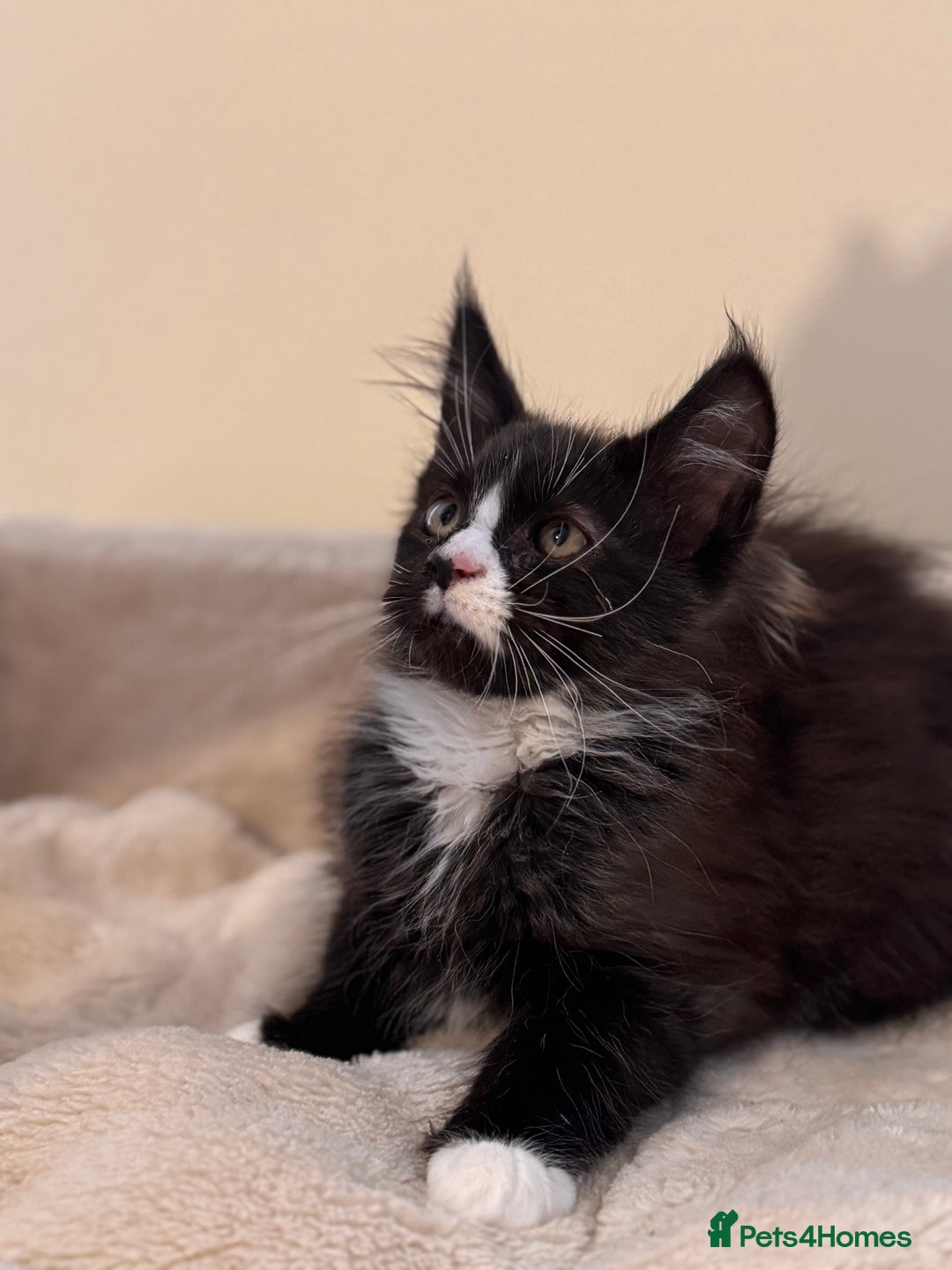 Maine Coon cats for sale: Last Two Lovely Maine Coon Kittens For Sale - Advert 4