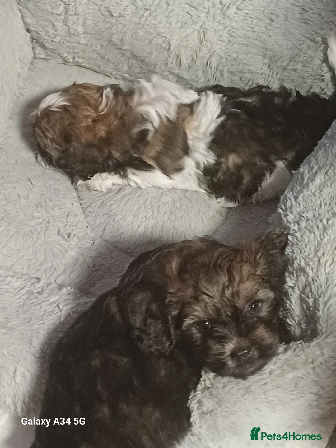 Maltipoo dogs for sale: Maltipoo puppies - Advert 5