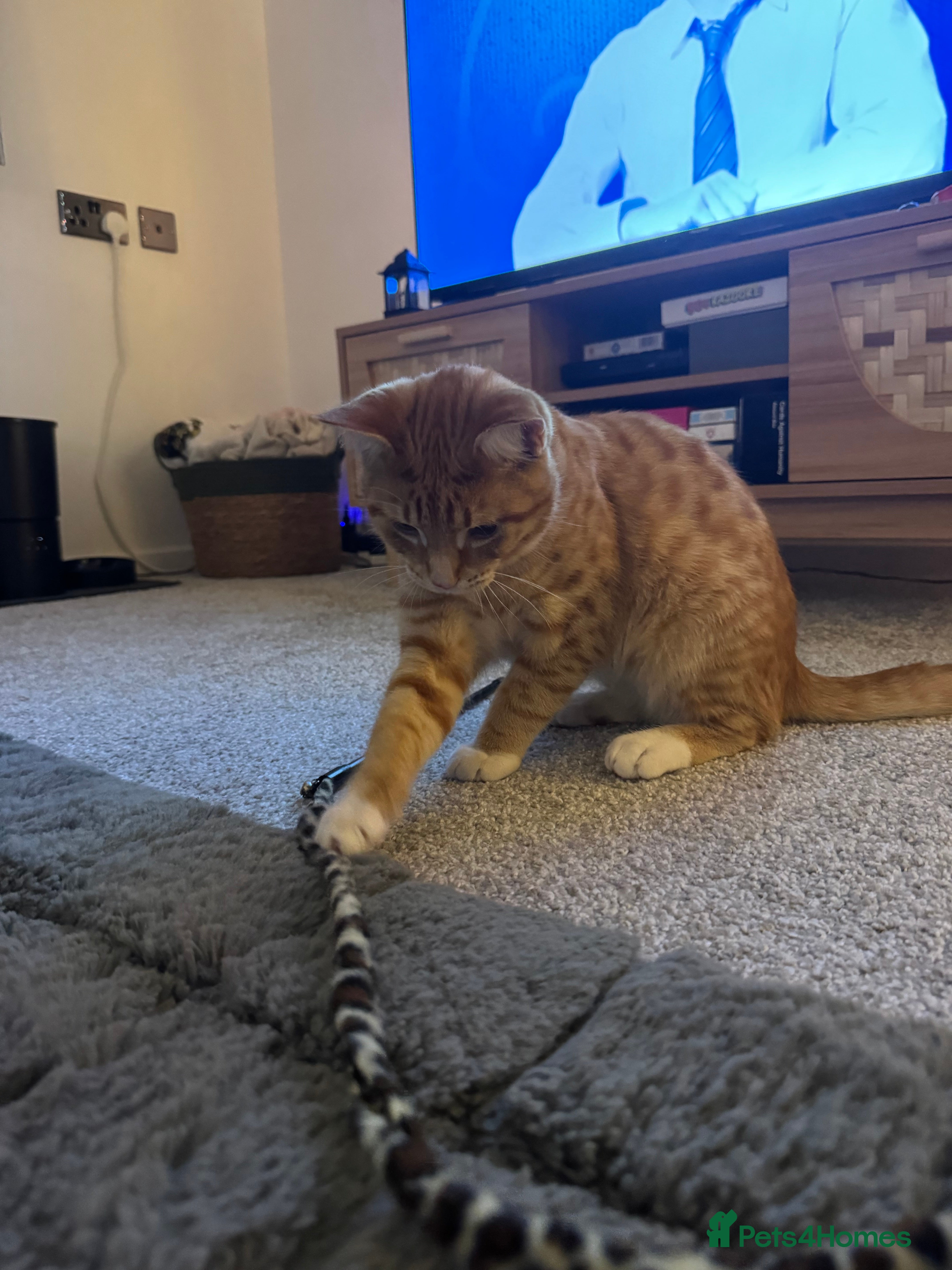 Domestic Shorthair cats Two boys available  - Advert 1