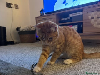 Domestic Shorthair cats Two boys available - Advert 1