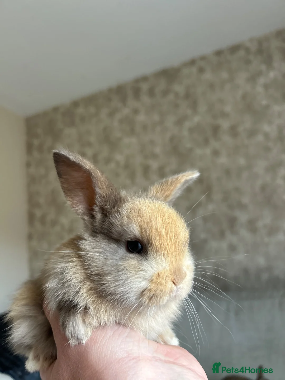 Mixed Breed rabbits for sale: Beautiful Lop eared bunnies  in Lutterworth - Advert 2