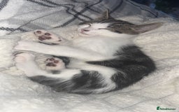 Domestic Shorthair cats for sale: 12 week old kitten - Image 6