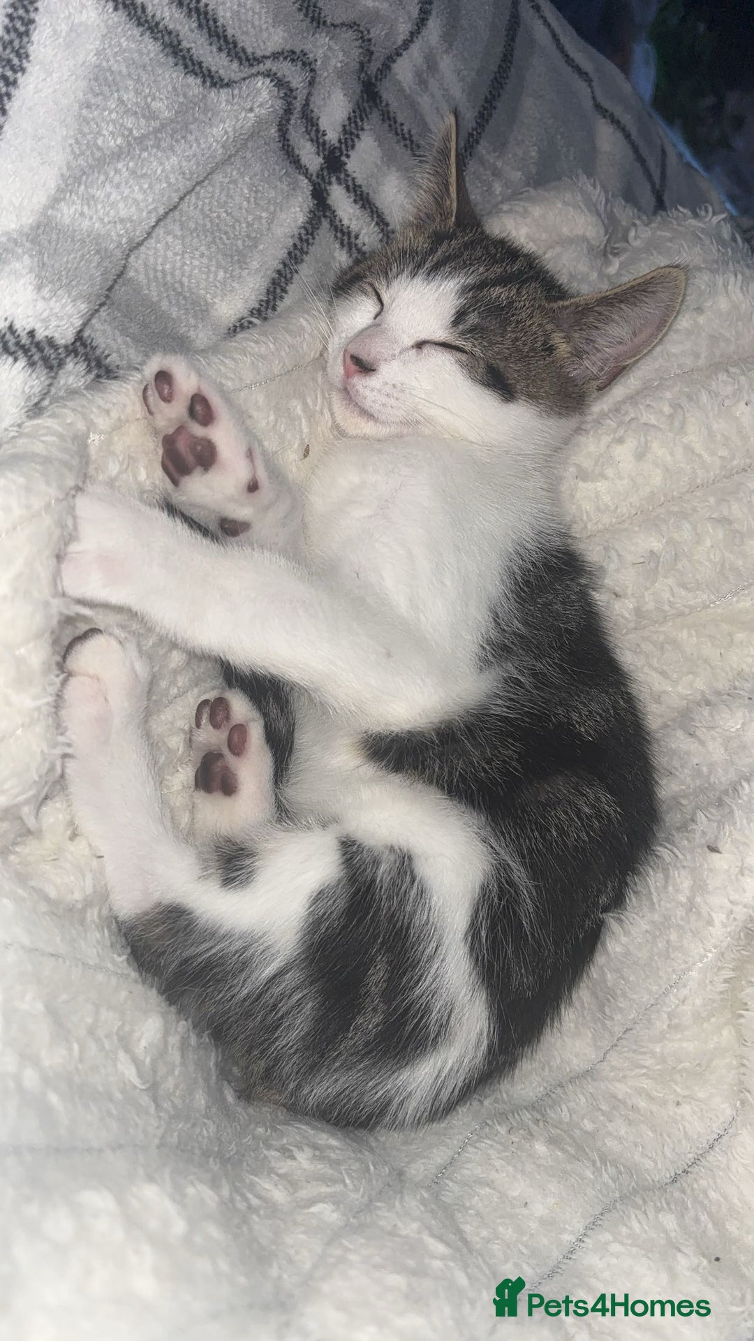 Domestic Shorthair cats for sale: 12 week old kitten - Image 6