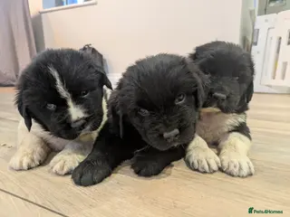 Newfoundland dogs Newfoundland pups - Advert 10