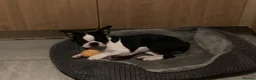 Boston Terrier dogs for stud: PROVEN RED KC REG BOSTON TERRIER  - Advert 11