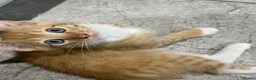 Mixed Breed cats for sale: Beautiful Friendly Kittens Ready for Loving Homes - Advert 29