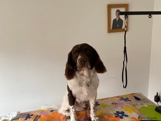 English Springer Spaniel dogs in Havant - Advert 5