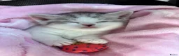Munchkin cats for sale: ✨ **A tiny hug in a mug** ✨ - Advert 19
