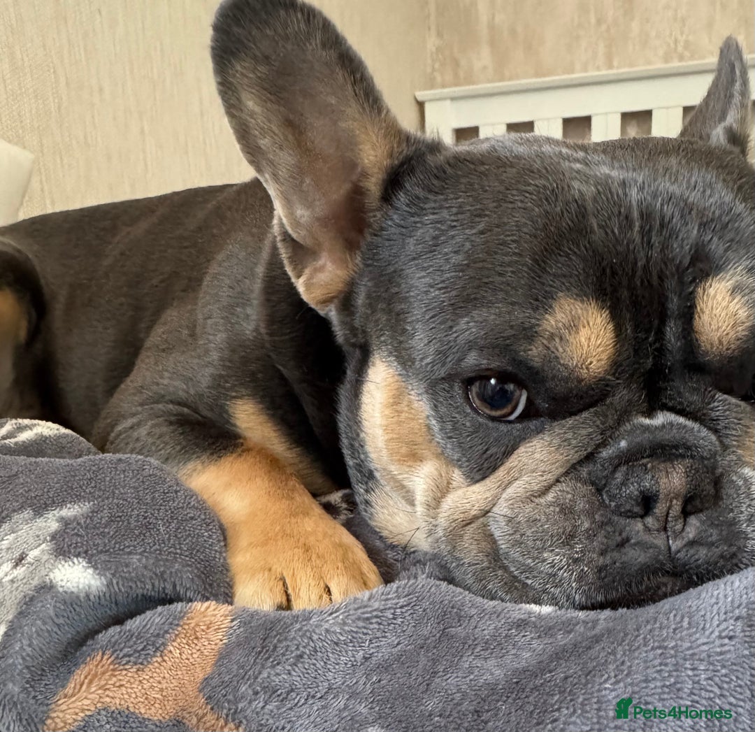 French Bulldog dogs for stud: Bleu Law - Advert 6