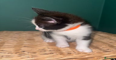 Mixed Breed cats - Advert 16